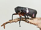 Eurymela distincta