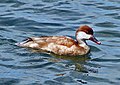 A female Red-crested Pochard