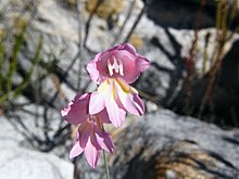 Gladiolus brevifolius (1).jpg