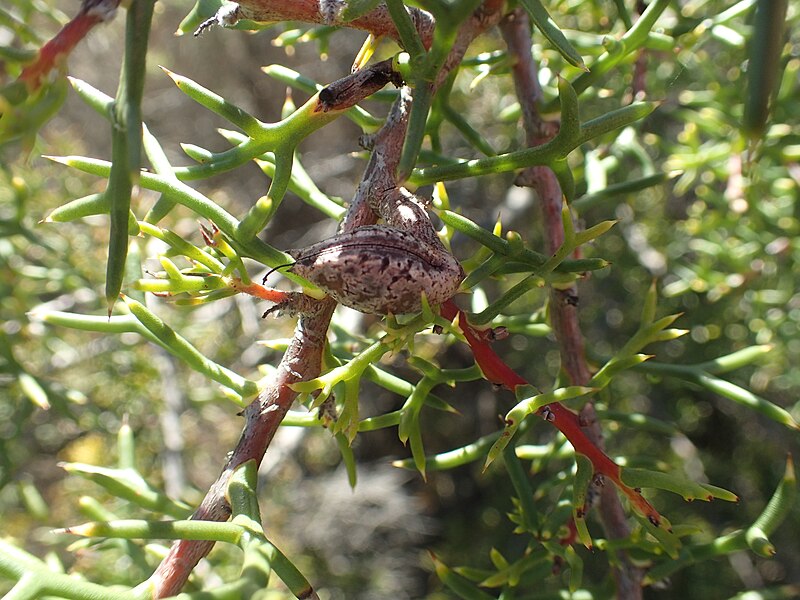 Файл:Hakea horrida fruit(2).jpg