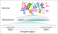 Genomes to chromosomes and from chromosomes to genes