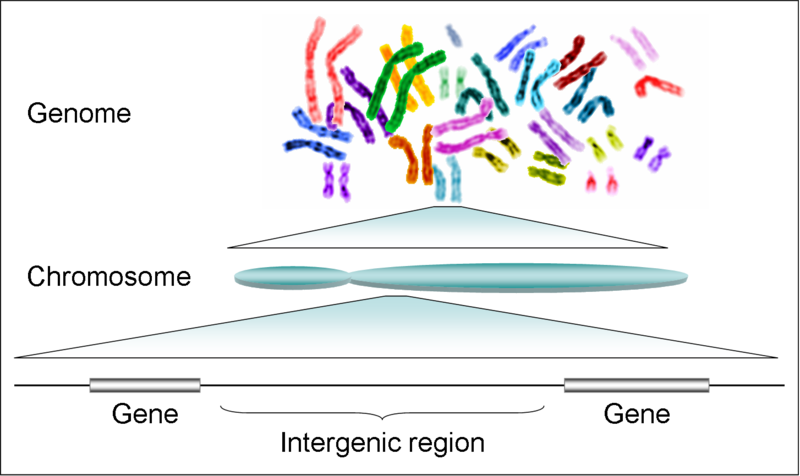 File:Human genome to genes.png