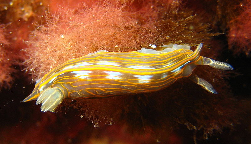 Archivo:Hypselodoris villafranca.JPG