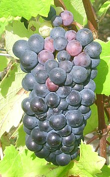 IMG Pinot Noir 1.JPG