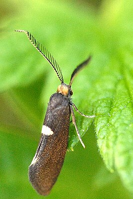 Incurvaria masculella