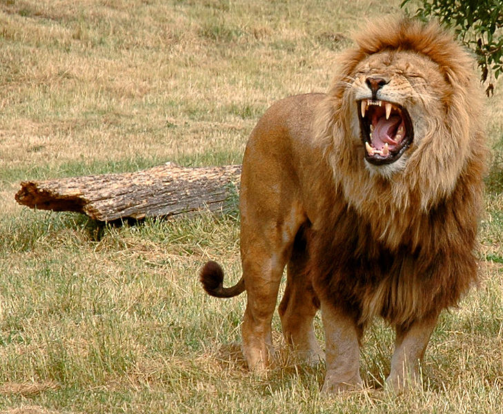 File:Just one lion.jpg