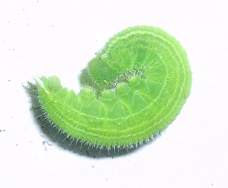 Archivo:Lasiommata megera larva.jpg