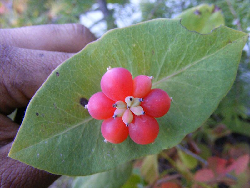 Archivo:Lonicera-ciliosa--fruits.JPG