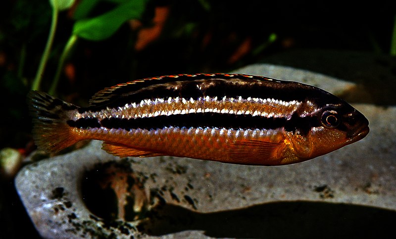 File:Melanochromis auratus (female).jpg