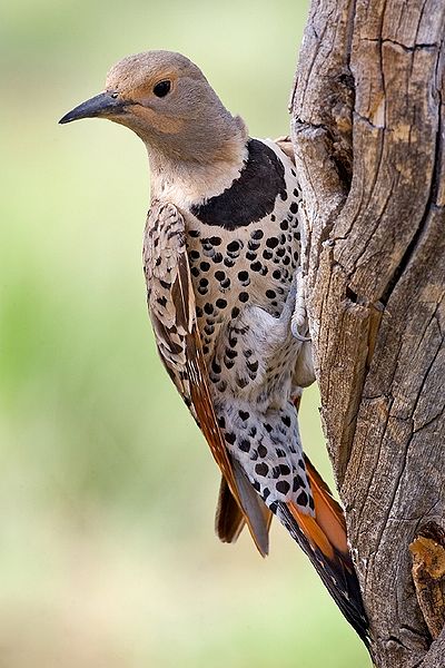 File:Northern Flicker.jpg