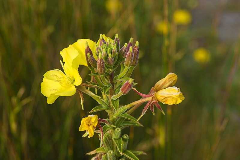 File:Oenothera biennis, Vic-la-Gardiole 01.jpg