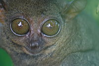 Philippine tarsier