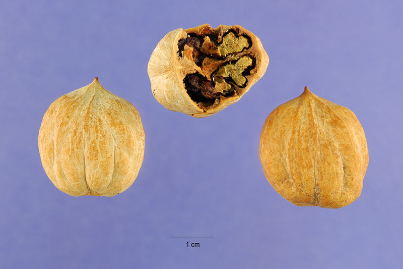 File:Pignut-hickory-nut.jpg