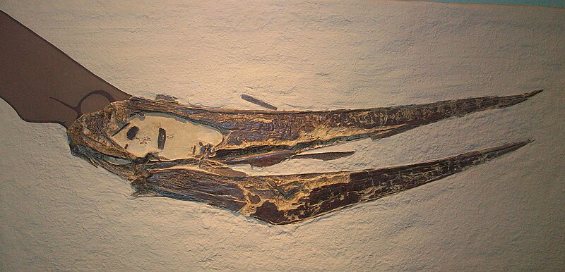 Archivo:Pteranodon sp AMNH 7515.jpg