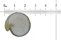 Profile of Quinoa Seed on Millimeter Ruler