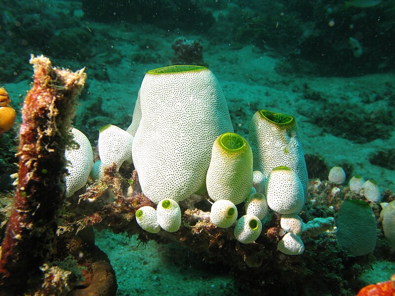 File:Sea Squirts Didemnum molle.jpg