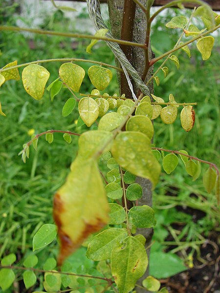 Archivo:Starr 080608-7422 Averrhoa carambola.jpg