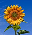 Helianthus annuus (Sunflower)