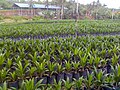 Palm oil nursery in Tawau