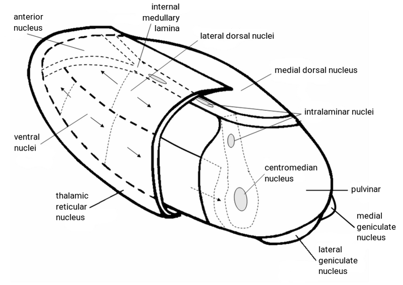 File:Thalamus3en1b.png