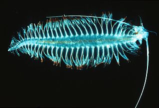 Tomopteris, a planktonic segmented worm with unusual yellow bioluminescence[274]