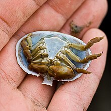 Umbrella Crab-venter.jpg