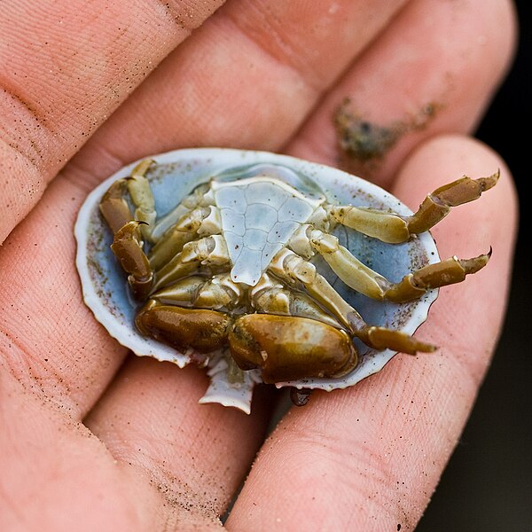 File:Umbrella Crab-venter.jpg