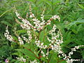 An exquisite white flower