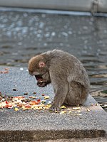 A Japanese macaque eating various fruits and vegetables