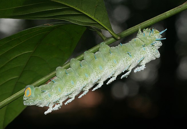 Attacus taprobanis（英语：Attacus taprobanis）是天蠶蛾科的飛蛾，原产于印度南部和斯里蘭卡。圖為幼蟲在食用大叶桃花心木。