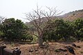 Baobab tree at Siddi Tombs, Murud-Janjira, Maharashtra, India