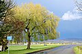 Baum nach Gewitter