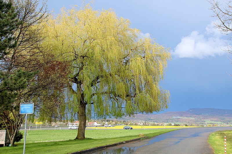 File:Baum nach Gewitter.jpg