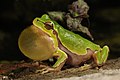 Image 15 Vocal sac Photo: Benny Trapp An Italian tree frog (Hyla intermedia) with an inflated vocal sac. Vocal sacs, flexible membranes of skin possessed by most male frogs, are generally used to amplify mating or advertisement calls. However, some species in the family Rhinodermatidae may also use the sac to store or transport their tadpoles. More selected pictures