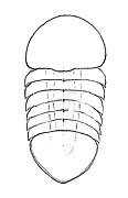 Drawing of the carapace of the incertae sedis nektaspid Buenaspis