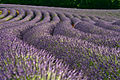 Lavender fields are a well known feature of the South of France, mainly located in Provence