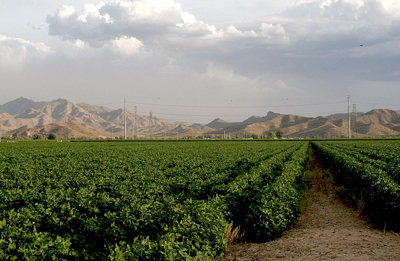 File:CottonField.PhoenixAZ.140320.jpg