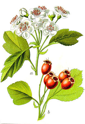 Боярышник сглаженный (Crataegus laevigata)