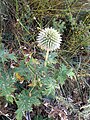 Мордовник шароголовый (Echinops sphaerocephalus)