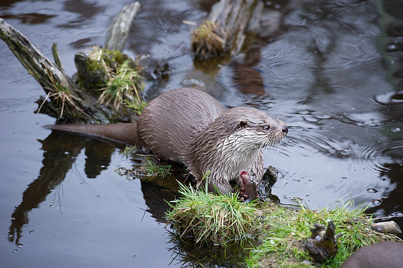 File:European otter 02.jpg