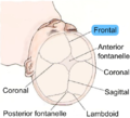 Human baby skull seen from top. Cranial sutures are depicted. Frontal suture is highlighted in blue.