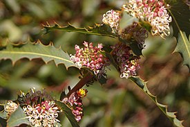 Hakea amplexicaulis близ Мандеринг-Вер, Западная Австралия.