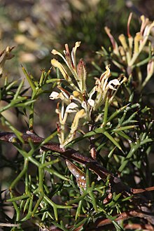 Hakea erinacea-Hedge-hog Hakea.JPG