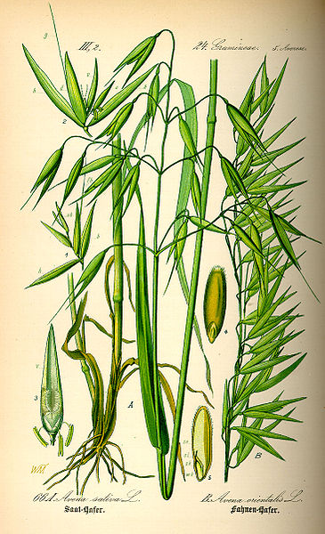 Файл:Illustration Avena sativa0.jpg