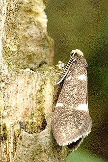 Incurvaria.masculella.female.jpg