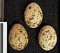 Eggs, Collection Museum Wiesbaden, Germany