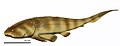 Macropetalichthys