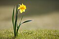 El narciso (Narcissus) es un género de la familia Amaryllidaceae originario de la cuenca mediterránea y Europa. Comprende numerosas especies bulbosas, la mayoría con floración primaveral, aunque hay algunas especies que florecen en el otoño. La mayoría de sus especies son nativas de la región mediterránea, pero unas cuantas especies se encuentran a lo largo de Asia central y China. La cantidad de formas cultivadas han aumentado grandemente, con nuevas variaciones en los viveros de cultivo prácticamente cada año. Por Know_Nothing.