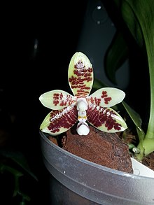 Phalaenopsis inscriptiosinensis (14516277639).jpg