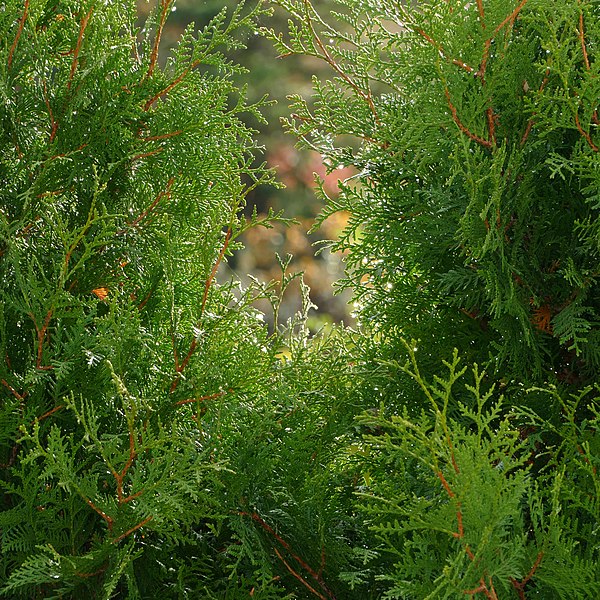 圖為北美香柏（Thuja occidentalis）上的雨滴，攝於瑞典呂瑟希爾市鎮的一場太陽雨中。